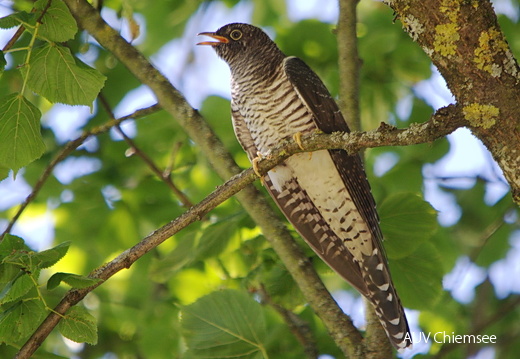 Kuckuck - Jungvogel
