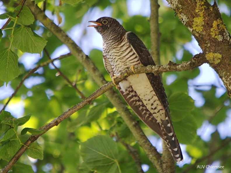 Kuckuck - Jungvogel