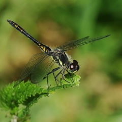 Schwarze Heidelibelle