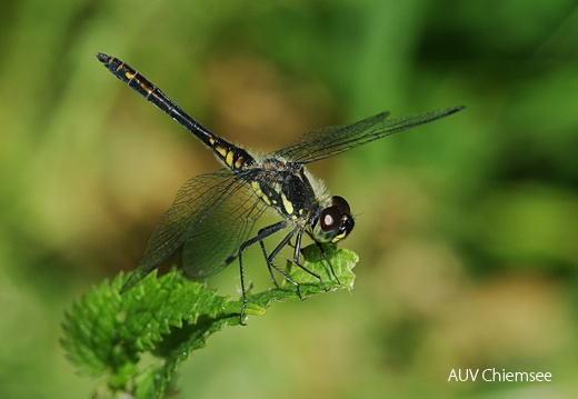 Schwarze Heidelibelle