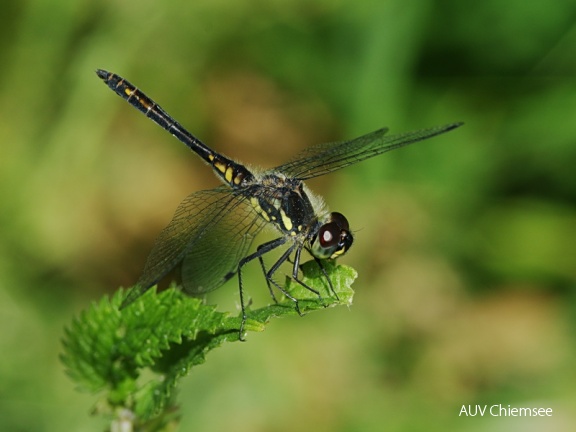 Schwarze Heidelibelle