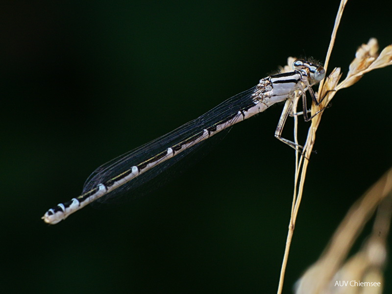 Kleinlibelle