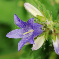 Nesselblättrige Glockenblume