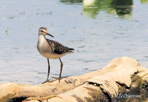 Bruchwasserläufer