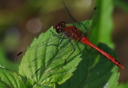 Blutrote Heidelibelle - Männchen