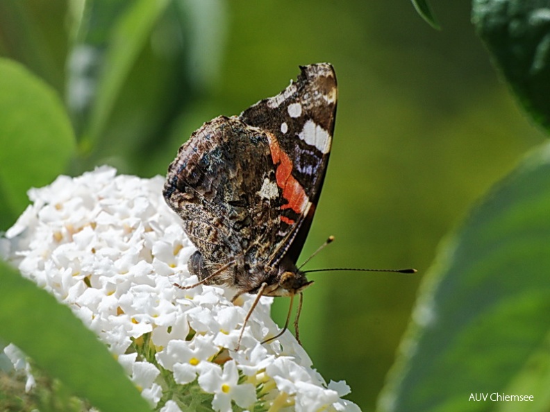 AktNatBeo-130818-jz-Admiral_JZI2679.jpg