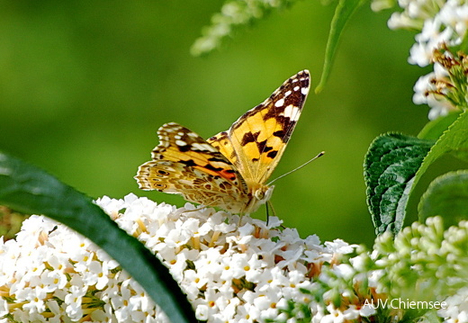 Distelfalter