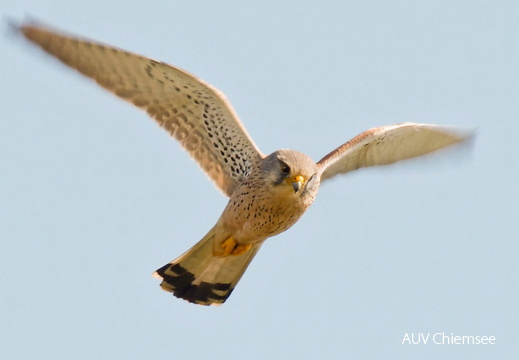 Turmfalke