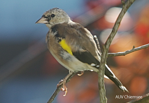 Rätzelvogel?
