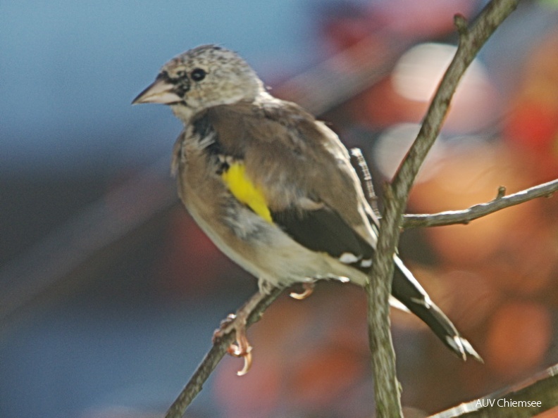 Rätzelvogel?