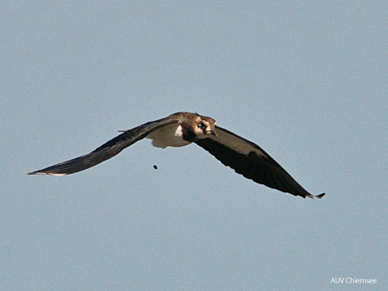 Kiebitz-Bömbchenabwurf?
Mit einem Klick! zur Fotogeschichte mit weiteren Bildern
Beobachtungsturm Hirschauer Bucht / 23. August 2013/ Foto: Johann Zimmermann
AktNatBeo-130823-jz-Boembchenawurf_JZI_8728.jpg