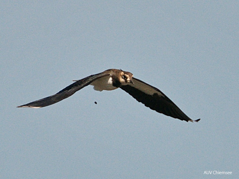 AktNatBeo-130823-jz-Boembchenawurf_JZI_8728.jpg