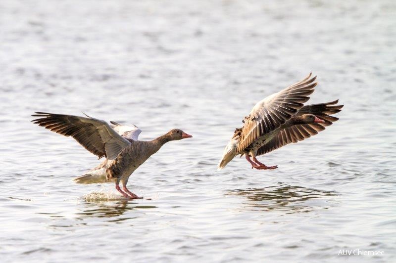 Graugaense im Landeanflug