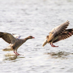 Graugaense im Landeanflug