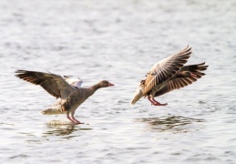 Graugaense im Landeanflug