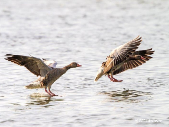 Graugaense im Landeanflug