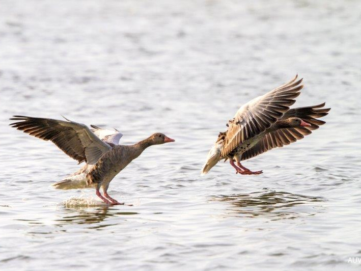 Graugaense im Landeanflug