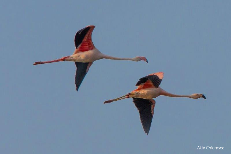 Die Flamingo sind wieder da  ...