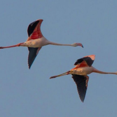 Die Flamingo sind wieder da  ...