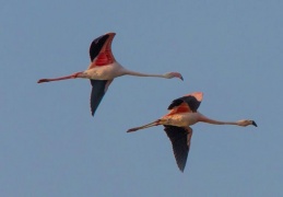 Die Flamingo sind wieder da  ...
