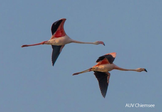 Die Flamingo sind wieder da  ...