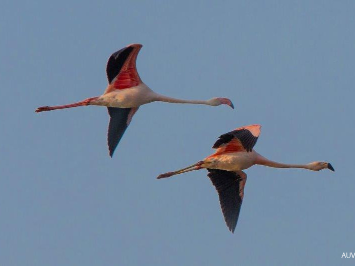 Die Flamingo sind wieder da  ...