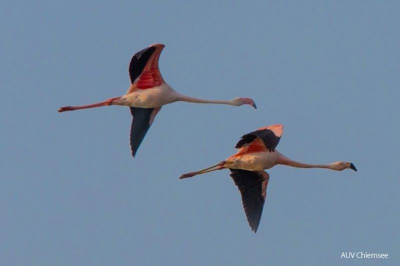 AktNatBeo-130821-ah-Die_Flamingo_sind_wieder_da__2_.jpg