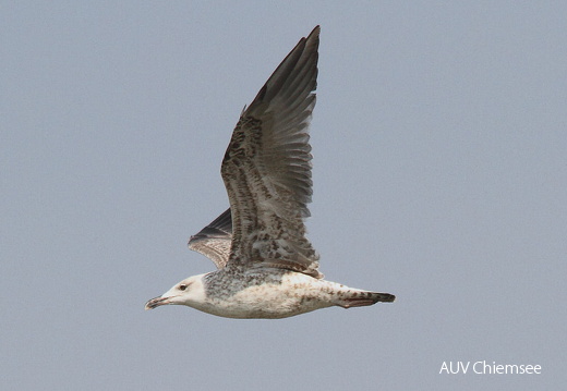 Möwe