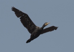 Kormoran