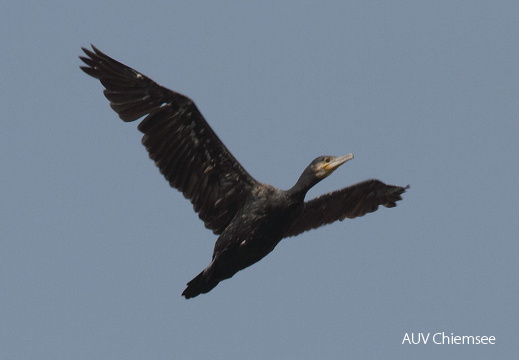 Kormoran