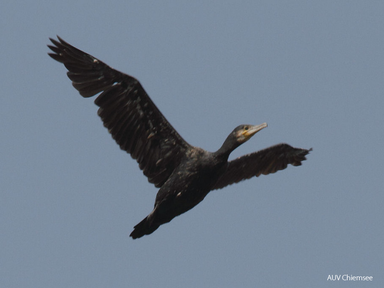 Kormoran