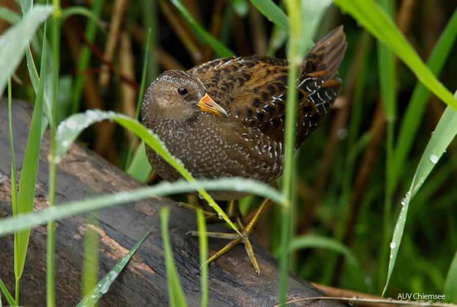 Tüpfelsumpfhuhn