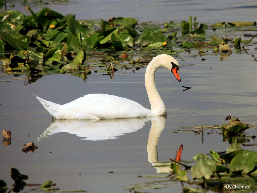 Höckerschwan