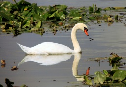 Höckerschwan