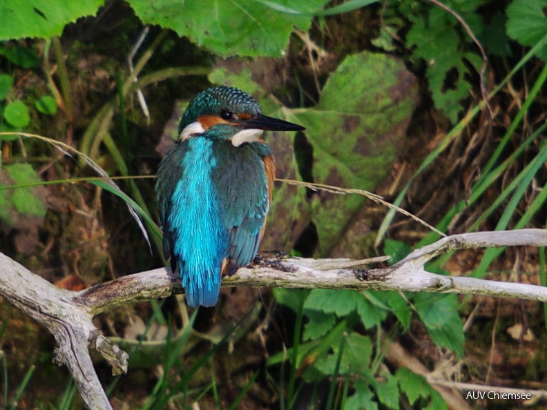 Eisvogel
Mit einem Klick! zur Fotogeschichte mit weiteren Bildern
An der Prien / 08. September 2013/ Foto: Johann Zimmermann
AktNatBeo-130908-jz-Eisvogel_JZI_2955.jpg