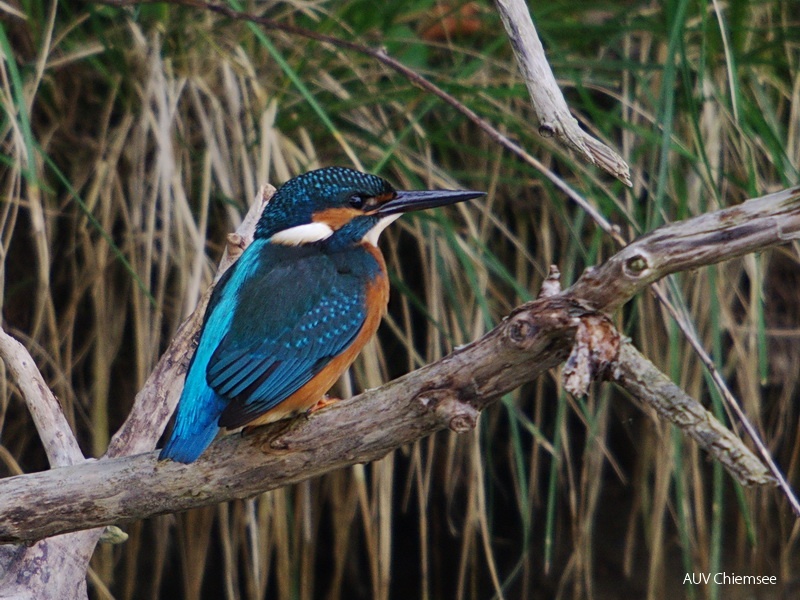 Eisvogel