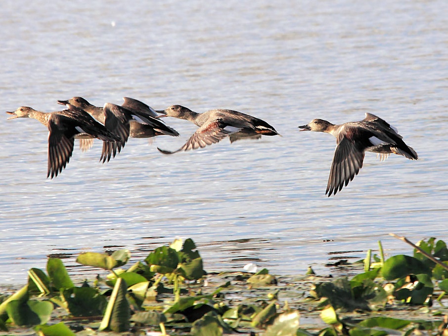 Schnatterenten im Flug