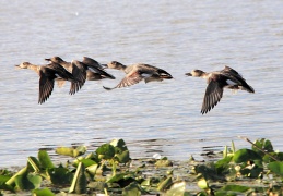 Schnatterenten im Flug