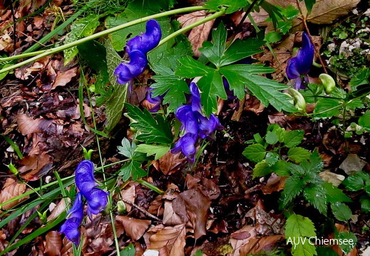 Blauer Eisenhut  (giftig)