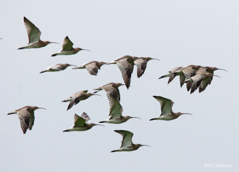 AktNatBeo-131015-dn-IMG_0144_Gro__er-Brachvogel_Seebruck_Chiemsee-3.jpg