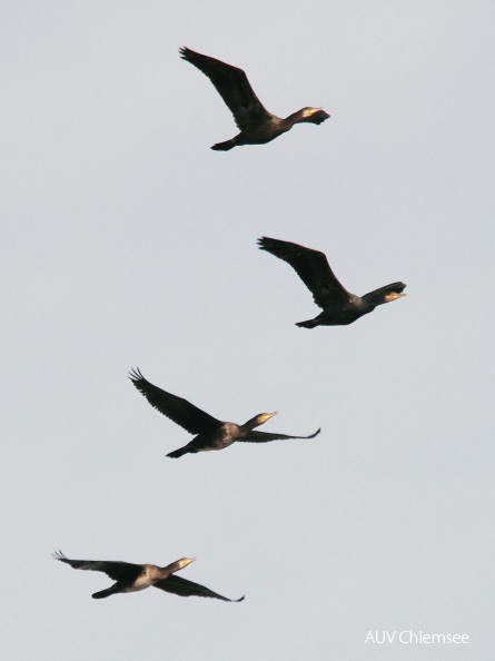 AktNatBeo-131015-dn-IMG_3820_Komoran_HBChiemsee_1.jpg