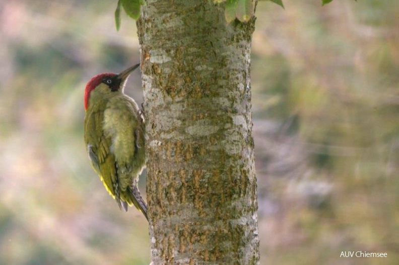 Grünspecht
Mit einem Klick! zur Fotogeschichte mit weiteren Bildern
18. Oktober 2013 - Der NABU und sein bayerischer Partner, der Landesbund für Vogelschutz (LBV), haben den farbenprächtigen Grünspecht (Picus viridis) zum „Vogel des Jahres 2014“ gekürt. Auf den „Meckervogel“ 2013, die Bekassine, folgt damit der „Lachvogel“: Wegen seines markanten Rufs, der wie ein gellendes Lachen klingt, erhielt er diesen Beiname/Hirschauer Bucht/Ende Oktober 2013/ Foto: Andreas Hartl
AktNatBeo-131044-ah-Gruenspecht_Zufahrt_Hirschauer_Bucht.jpg