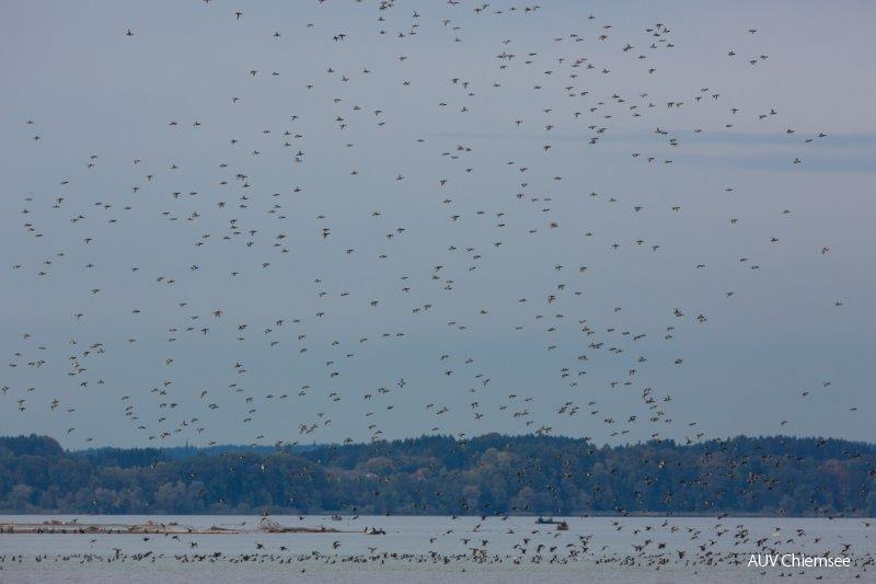 Wintergäste im Anflug