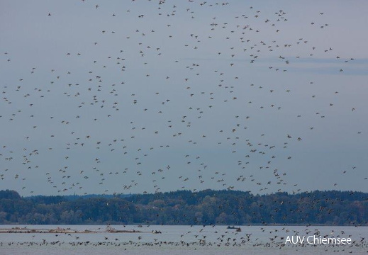 Wintergäste im Anflug
