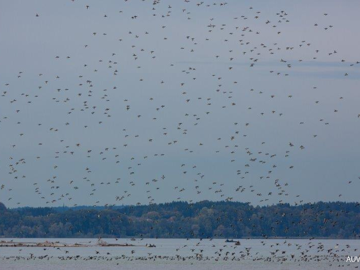 Wintergäste im Anflug