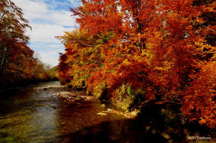 goldener Herbst am Gewässer