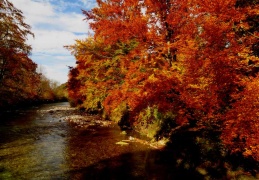 goldener Herbst am Gewässer