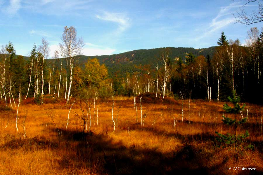 goldener Herbst im Moor