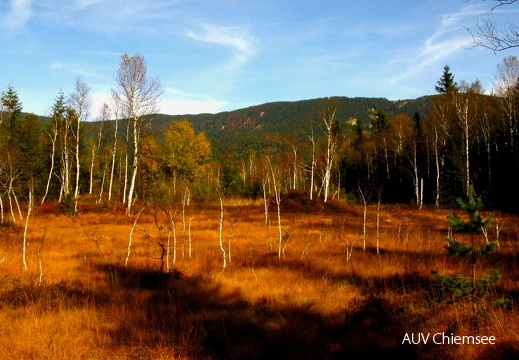 goldener Herbst im Moor