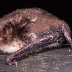 Wasserfledermaus